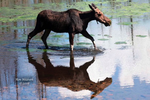 Cow Moose Reflection